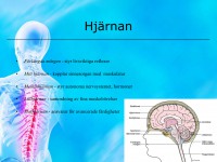 /album/hjarnan/a6-nervsystemet-020-jpeg1/